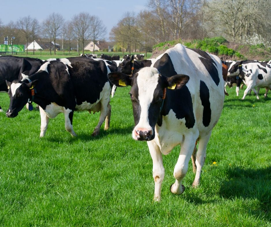 Isle of Wight Dairy Co. Briddlesford Farm